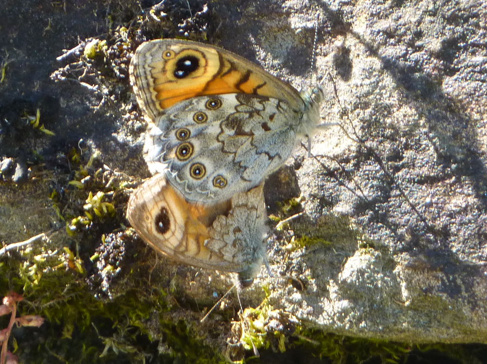 Vecchia foto:  Lasiommata maera (Nymphalidae Satyrinae)
